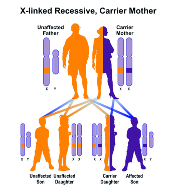 linked recessive inheritance disease disorders gene carriers chromosome carrier mother sex genes genetic punnett diseases blindness pedigree affected color congenital